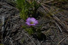 Oxalis heterophylla