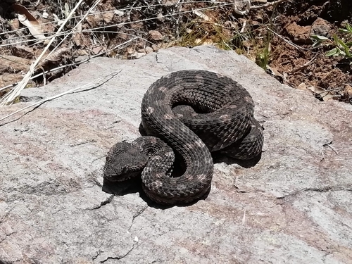 Photo of a Black-tailed Horned Pitviper (Mixcoatlus melanurus)