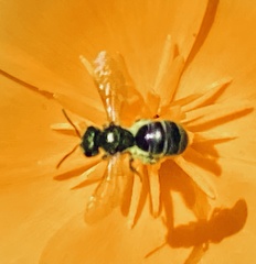 Lasioglossum pavonotus