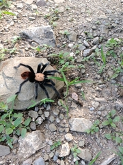 Brachypelma albiceps