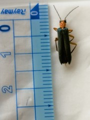 Nacerdes waterhousei