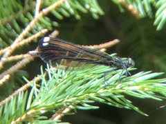 Calopteryx maculata