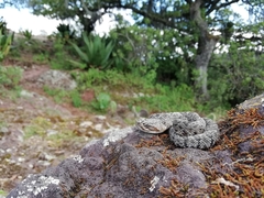 Crotalus molossus oaxacus