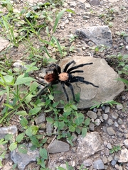 Brachypelma albiceps