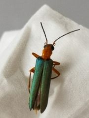 Nacerdes waterhousei