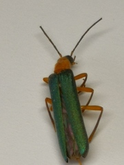 Nacerdes waterhousei