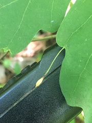 Andricus chinquapin