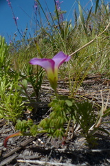 Oxalis heterophylla
