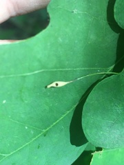 Andricus chinquapin