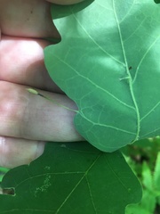 Andricus chinquapin