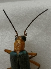 Nacerdes waterhousei