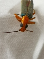 Nacerdes waterhousei
