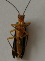 Nacerdes waterhousei