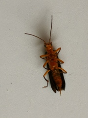 Nacerdes waterhousei