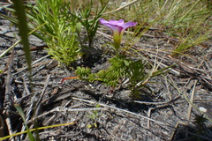 Oxalis heterophylla