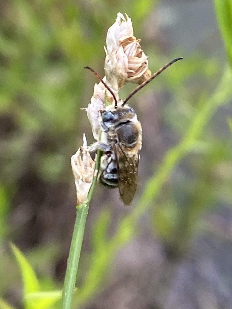 Worthy Longhorn