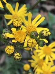 Packera coahuilensis