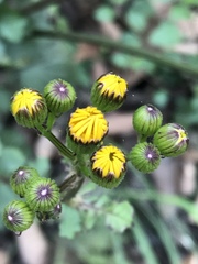 Packera coahuilensis