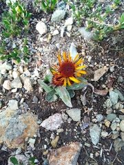 Tephroseris lindstroemii