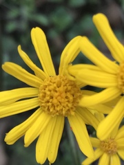 Packera coahuilensis