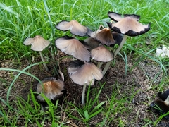 Coprinellus