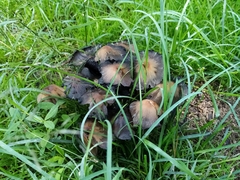Coprinellus