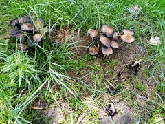Coprinellus
