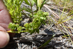 Oxalis heterophylla