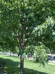 Tilia