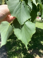 Tilia