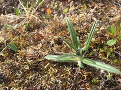 Saussurea angustifolia