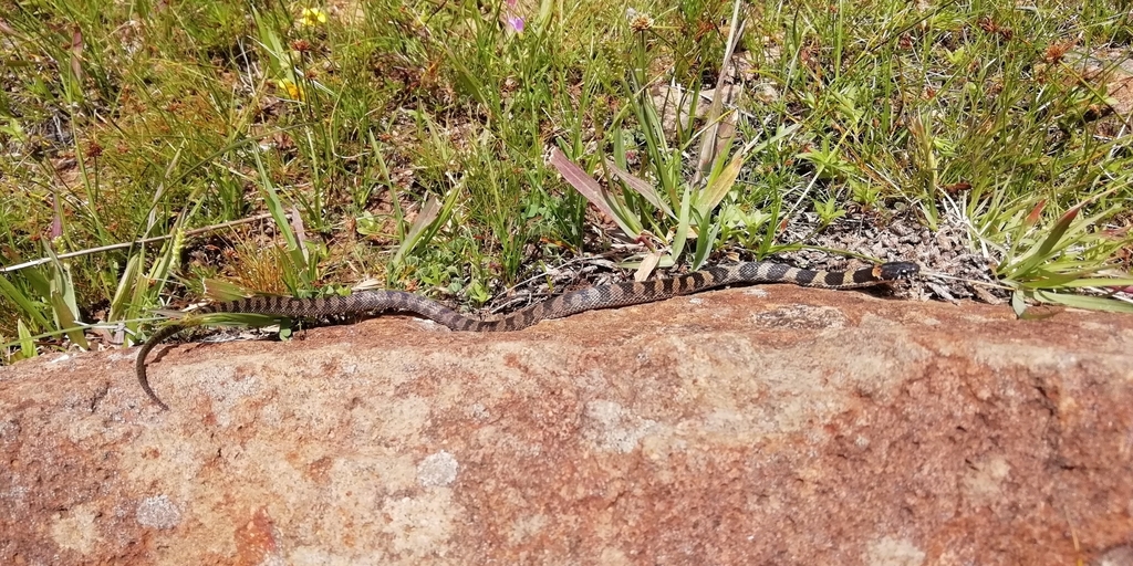 Oaxacan Cat-Eyed Snake