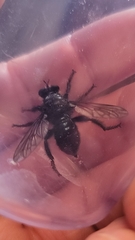 Andrenosomatini