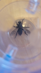 Andrenosomatini
