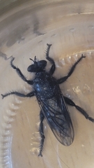 Andrenosomatini