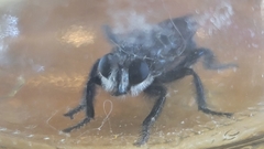 Andrenosomatini