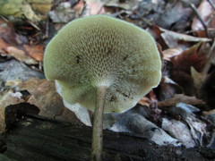 Lentinus