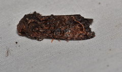 Neumichtis spumigera