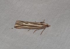 Rhynchopsota delogramma