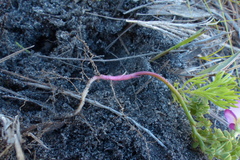 Oxalis heterophylla