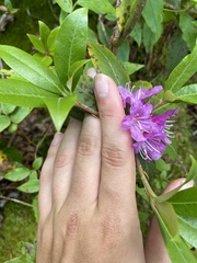 Rhododendron smokianum
