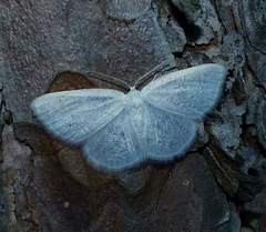 Protitame virginalis