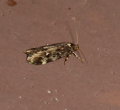 Barea codrella