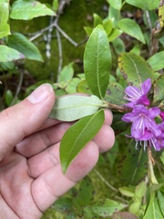 Rhododendron smokianum