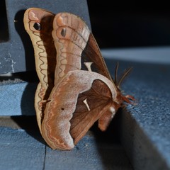 Callosamia angulifera