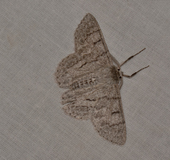Crypsiphona tasmanica
