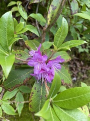Rhododendron smokianum