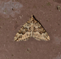 Epyaxa agelasta
