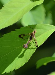 Synanthedon acerrubri