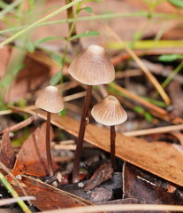 Mycena albidofusca